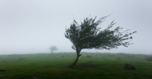 Tree in a storm